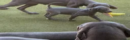 Weimaraner dogs for sale: Beautiful KC reg Weimaraner’s forever homes req - Advert 16