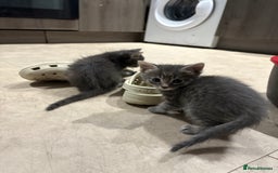 Domestic Shorthair cats for sale: Half bengal - Image 5