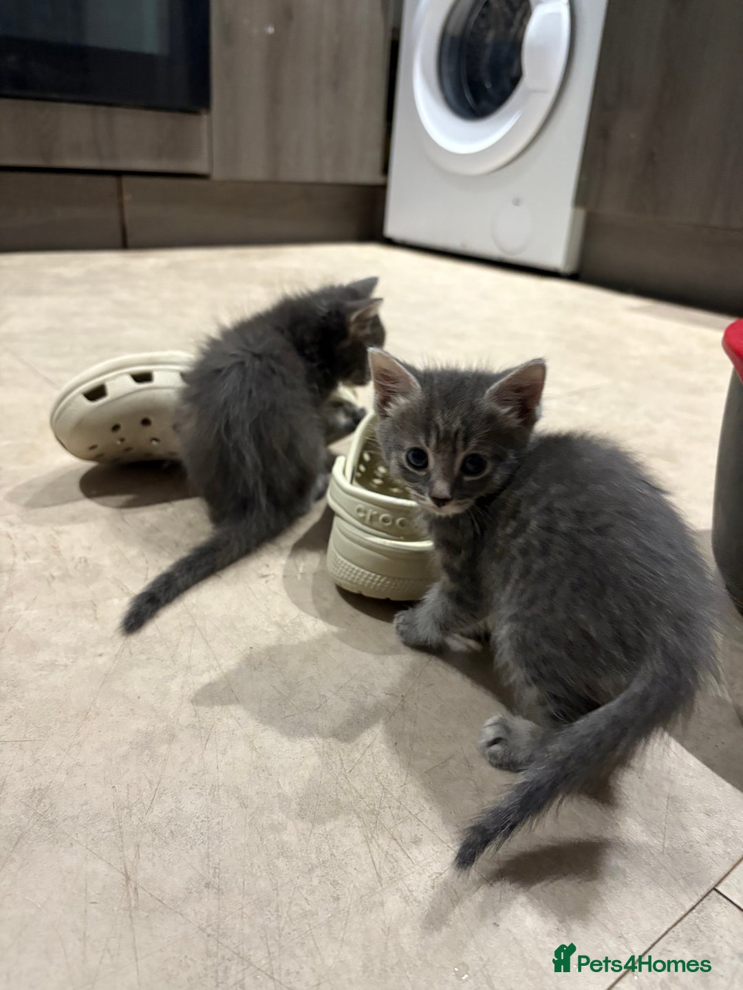 Domestic Shorthair cats for sale: Half bengal - Image 5