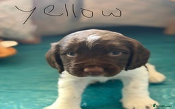 English Springer Spaniel dogs for sale: Springer Spaniel - Image 3