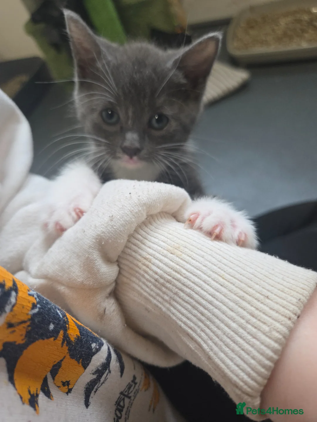 Mixed Breed cats for sale: 6 Beautiful Kittens in Wigan - Advert 19