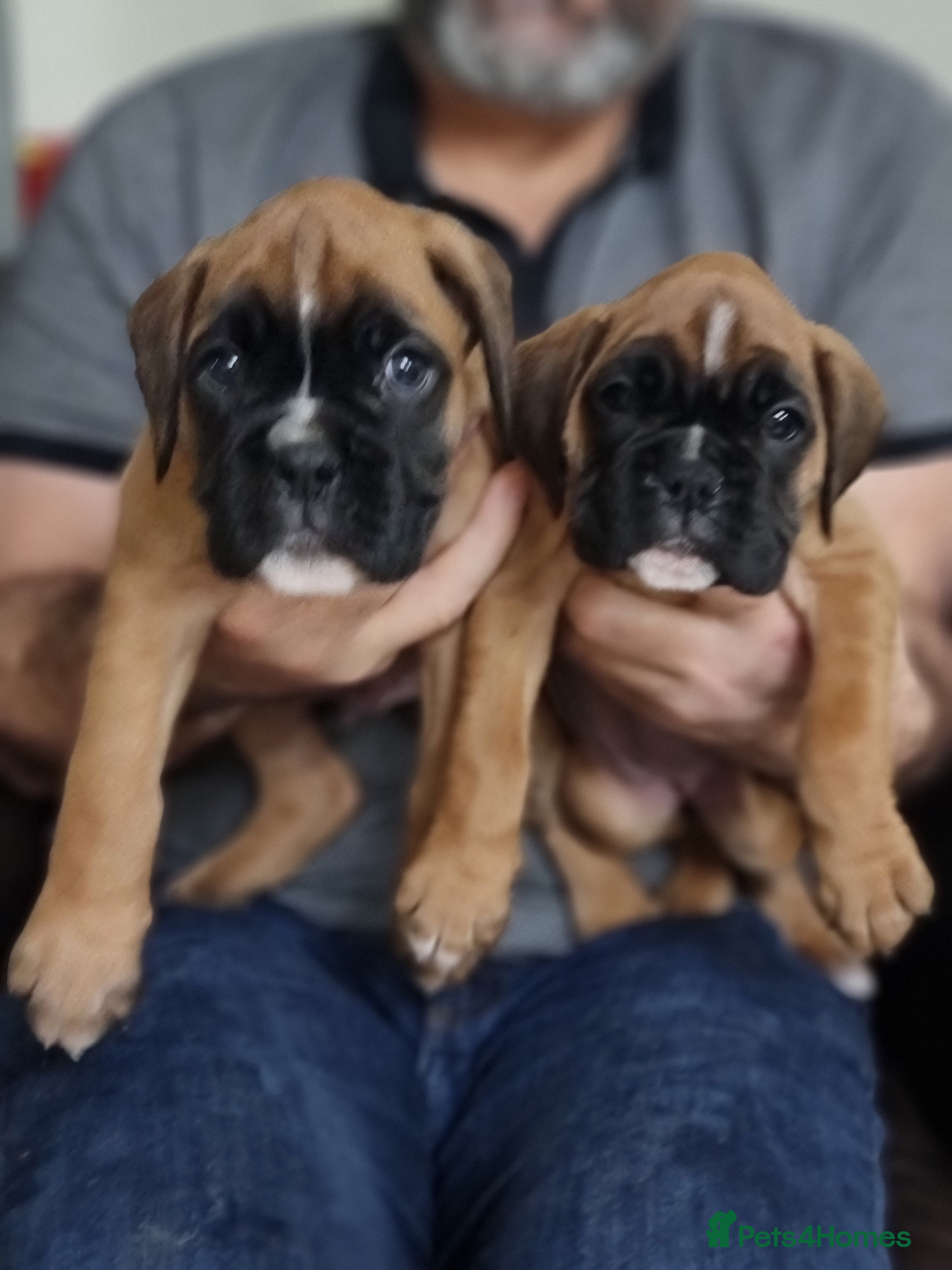 Boxer dogs Stunning Boxer Puppies  - Advert 18