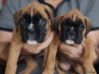 Boxer dogs Last remaining black masked boy! - Advert 17
