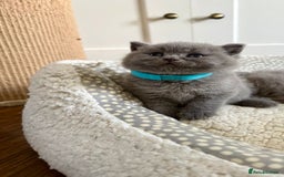 British Shorthair cats for sale: Stunning British short hair kittens  - Image 8