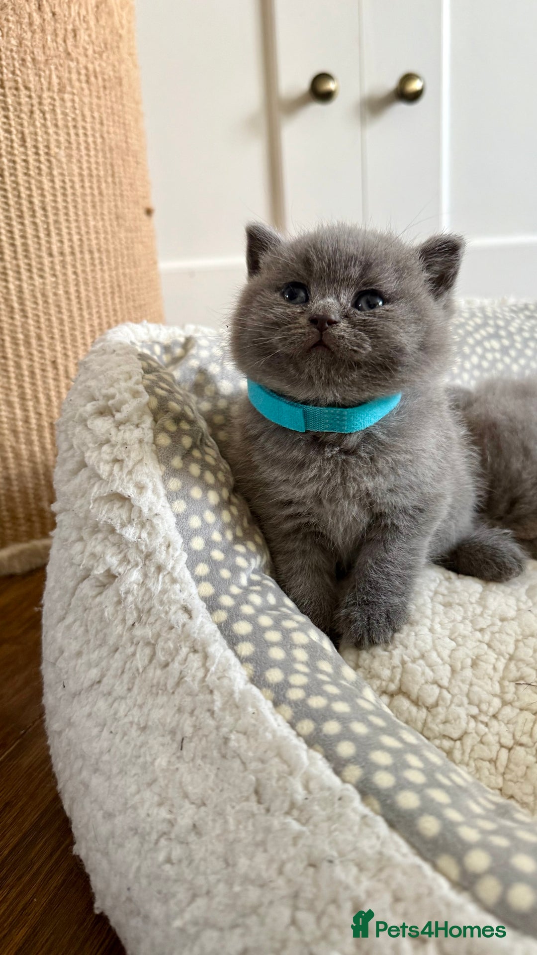 British Shorthair cats for sale: Stunning British short hair kittens  - Image 8