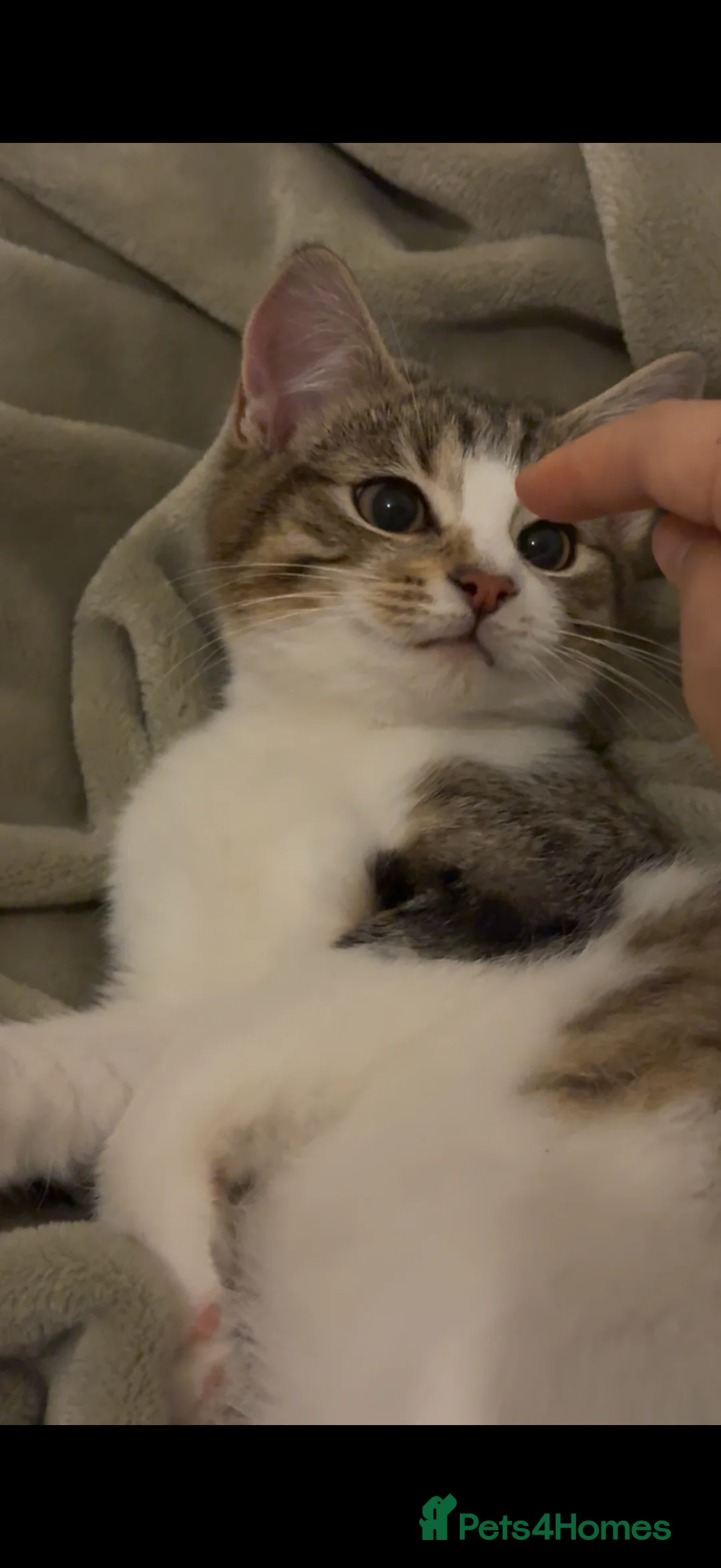 Mixed Breed cats for sale: Cute Tabby and White Boy  - Advert 2