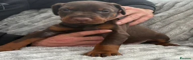 Dobermann Puppy 7