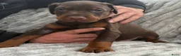 Dobermann dogs for sale: Exceptional Pedigree Doberman pups for sale  - Advert 4