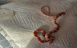 Snake reptiles for sale: variety of babys  - Image 13