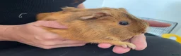 Guinea Pig rodents for sale: Guinea pigs  in Maidstone - Advert 6