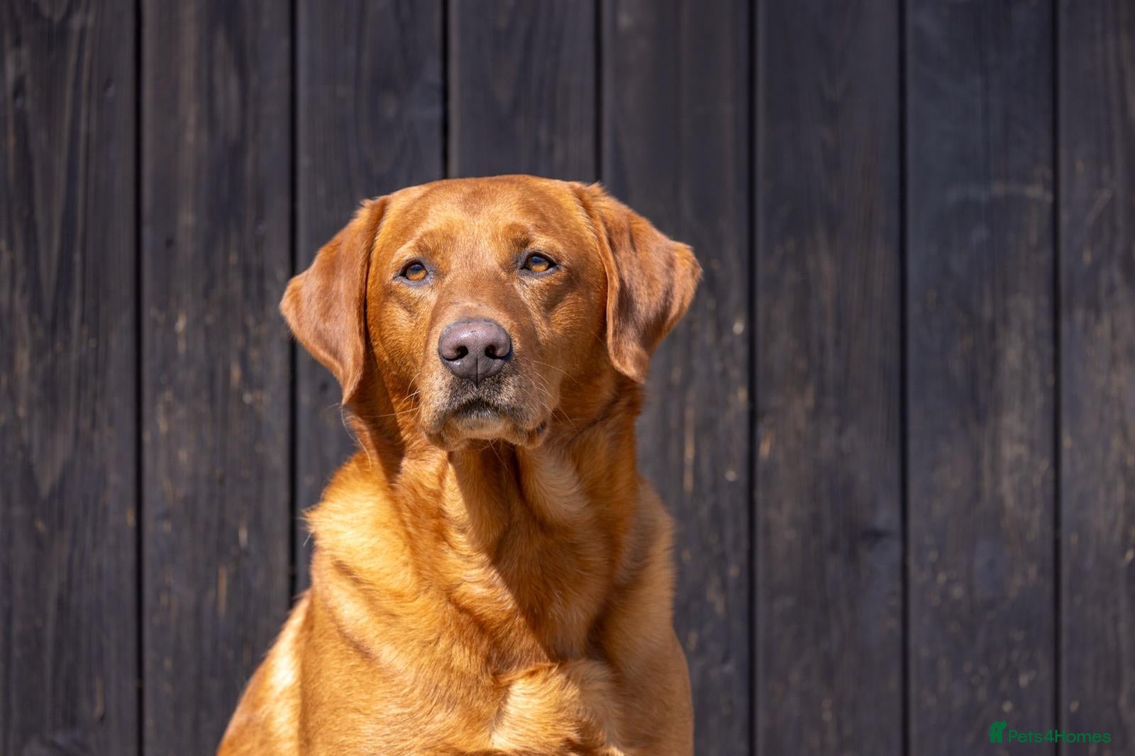 Labrador Retriever dogs Fox Red Labrador Stud - Jackson  - Advert 3