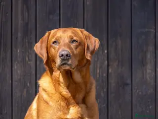 Labrador Retriever dogs Fox Red Labrador Stud - Jackson - Advert 4