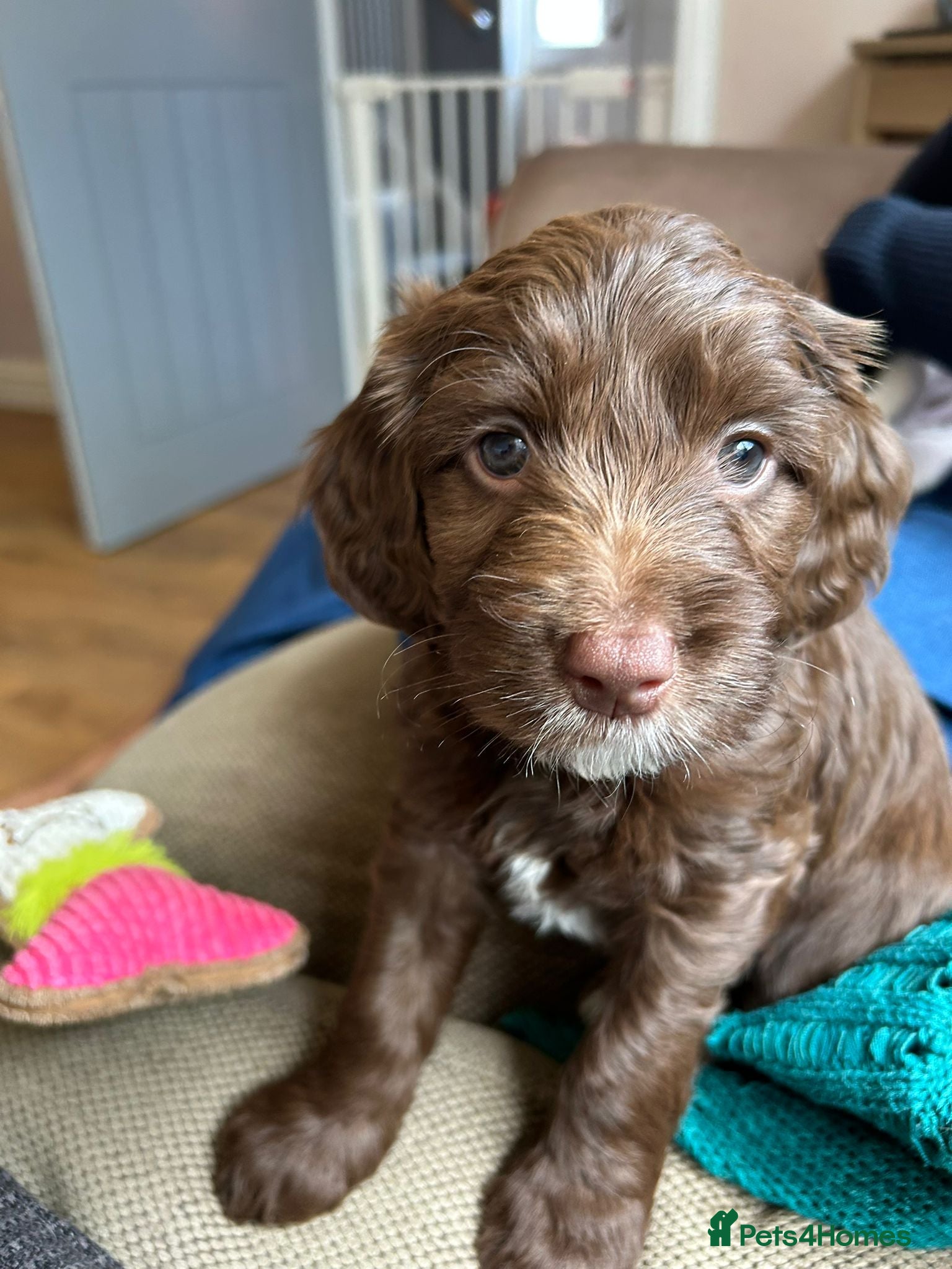 Mixed Breed dogs Bordoodle X Springer Spaniel (ready 25th June)  - Advert 12