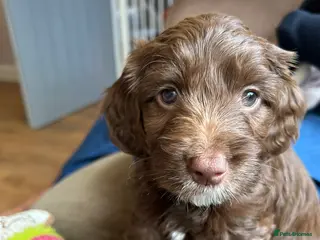 Mixed Breed dogs Bordoodle X Springer Spaniel (ready 25th June) - Advert 12