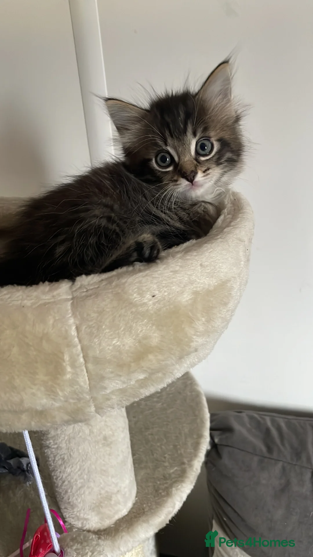 Ragdoll cats for sale: Mr male  - Advert 2