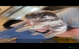 English Bulldog dogs for sale: 10 Top quality English bulldog puppies for sale  - Image 24