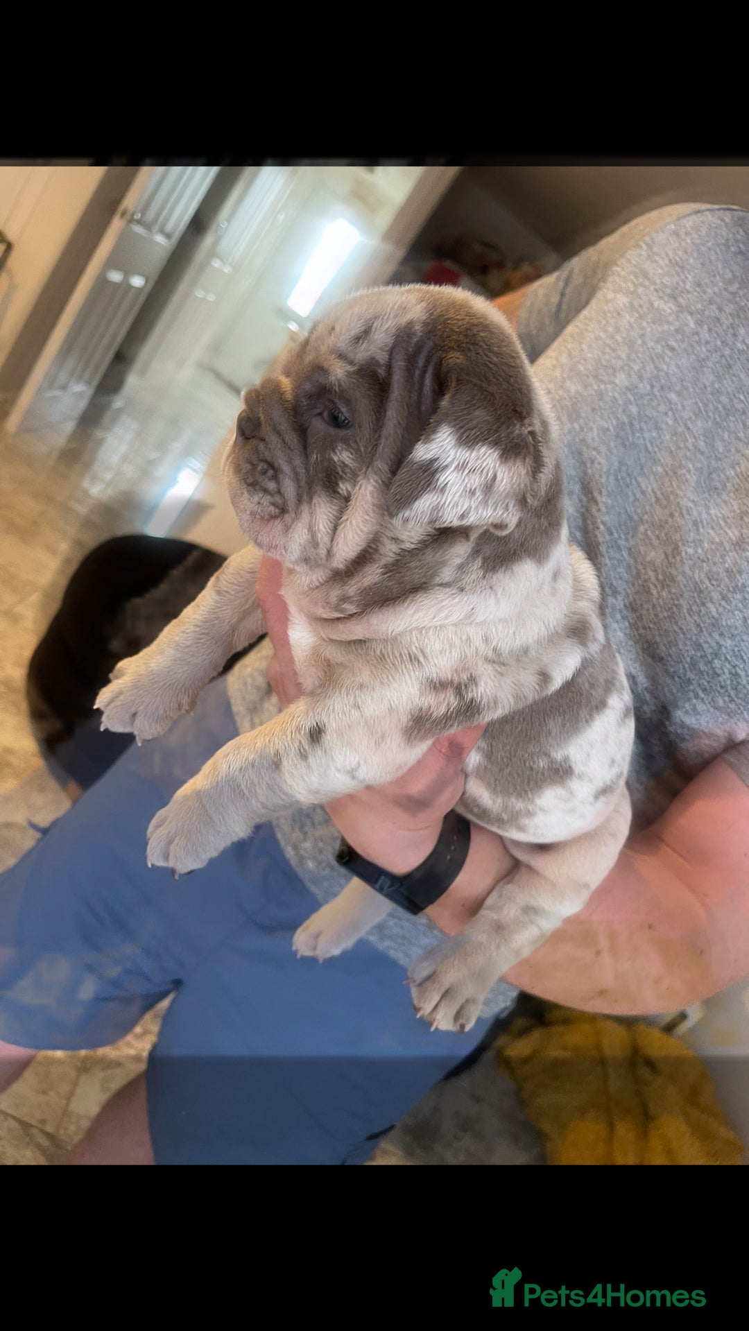 English Bulldog dogs for sale: 10 Top quality English bulldog puppies for sale  - Image 24