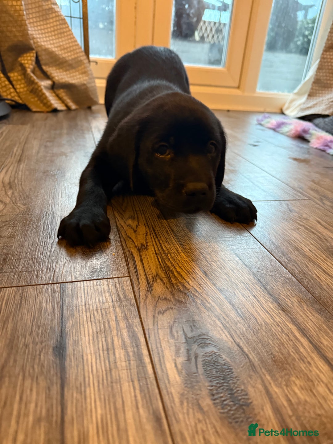 Labrador Retriever dogs for sale: (REDUCED) KC registered Labradors  - Advert 32