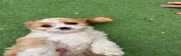 Cavapoo dogs for sale: Beautiful Cavapoo Puppies  - Advert 13