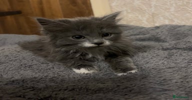 Mixed Breed cats Grey and white kittens  - Advert 11