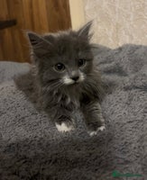 Mixed Breed cats Grey and white kittens - Advert 11