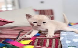 Burmese cats for sale: GCCF-Home raised-BurmeseKittens ready end January - Advert 1