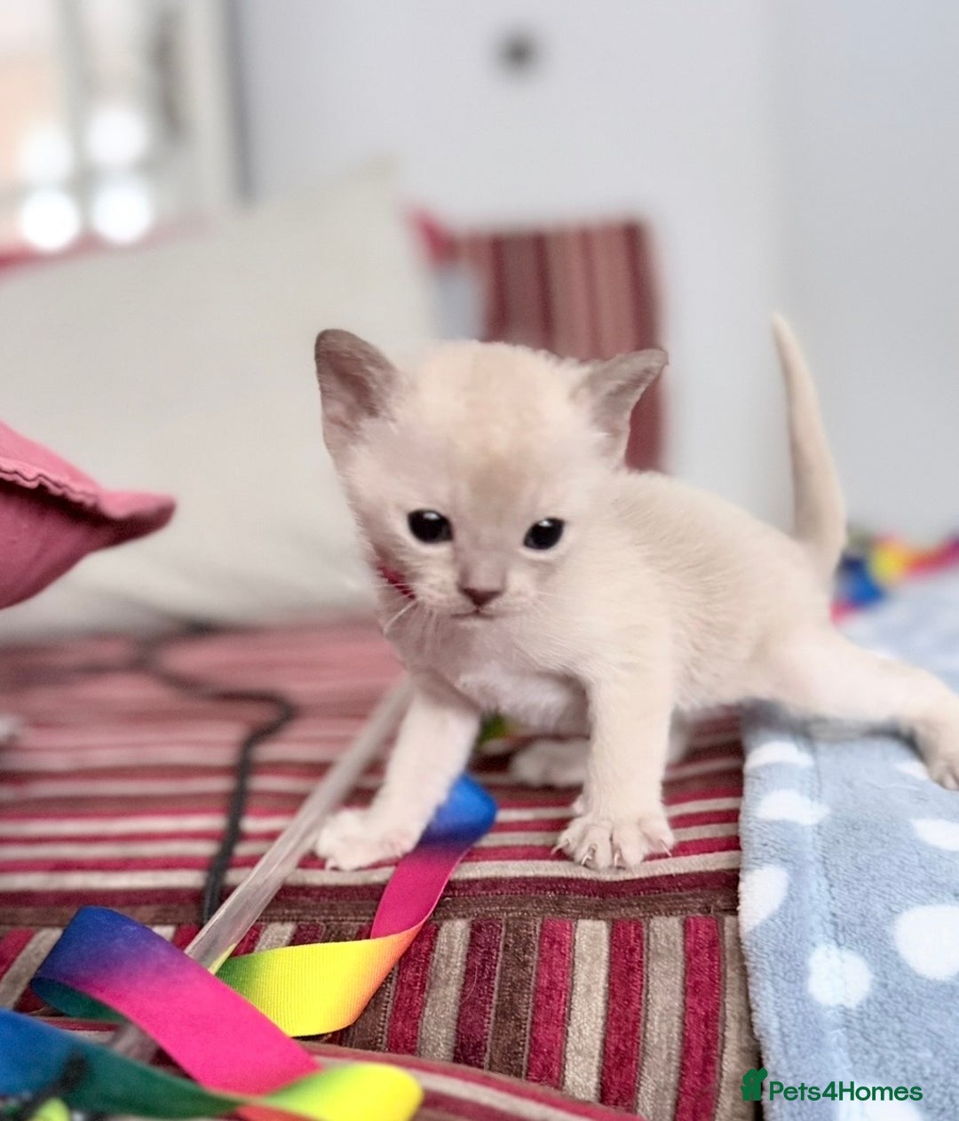 Burmese cats for sale: GCCF-Home raised-BurmeseKittens ready end January - Advert 1