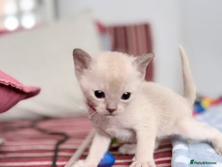 Burmese cats GCCF-Home raised-BurmeseKittens ready end January - Advert 6