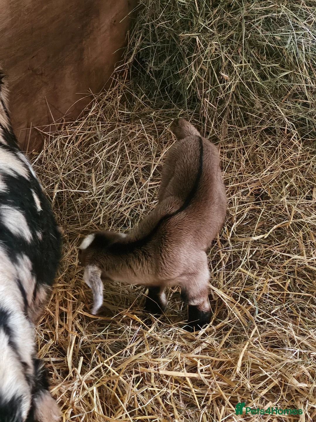 Goats livestock for sale: Mini nubian wether goat kid - Advert 5