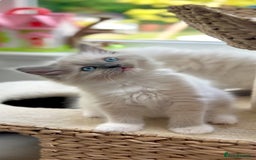 Ragdoll cats for sale: GCCF Registered. Grand Champion Bloodlines. - Image 10