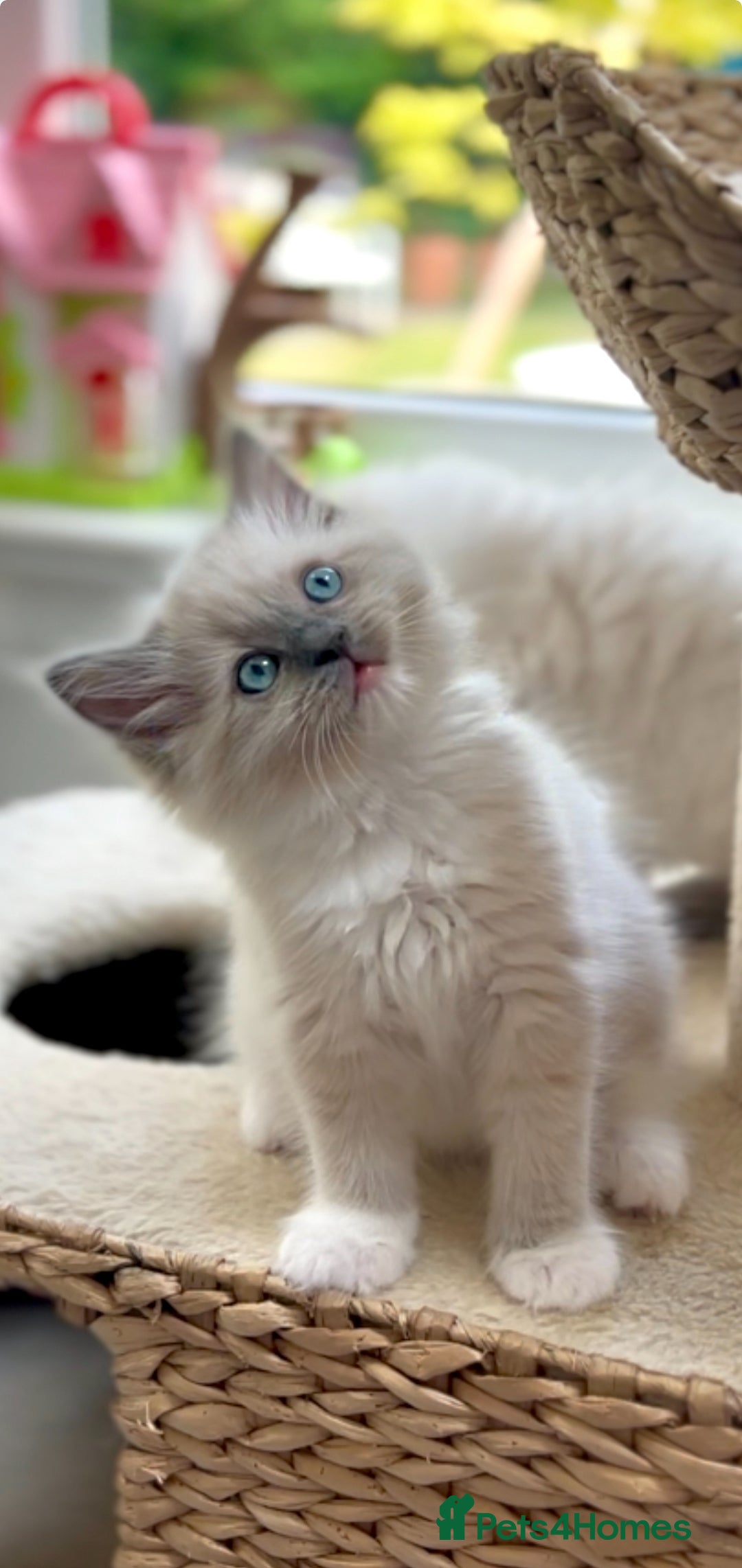 Ragdoll cats for sale: GCCF Registered. Grand Champion Bloodlines. - Image 10