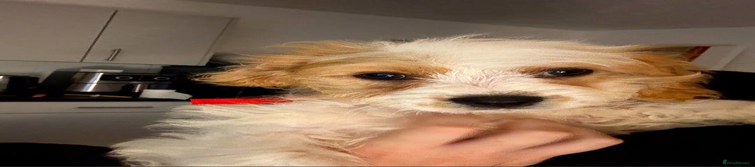 Cavapoo Puppy 2