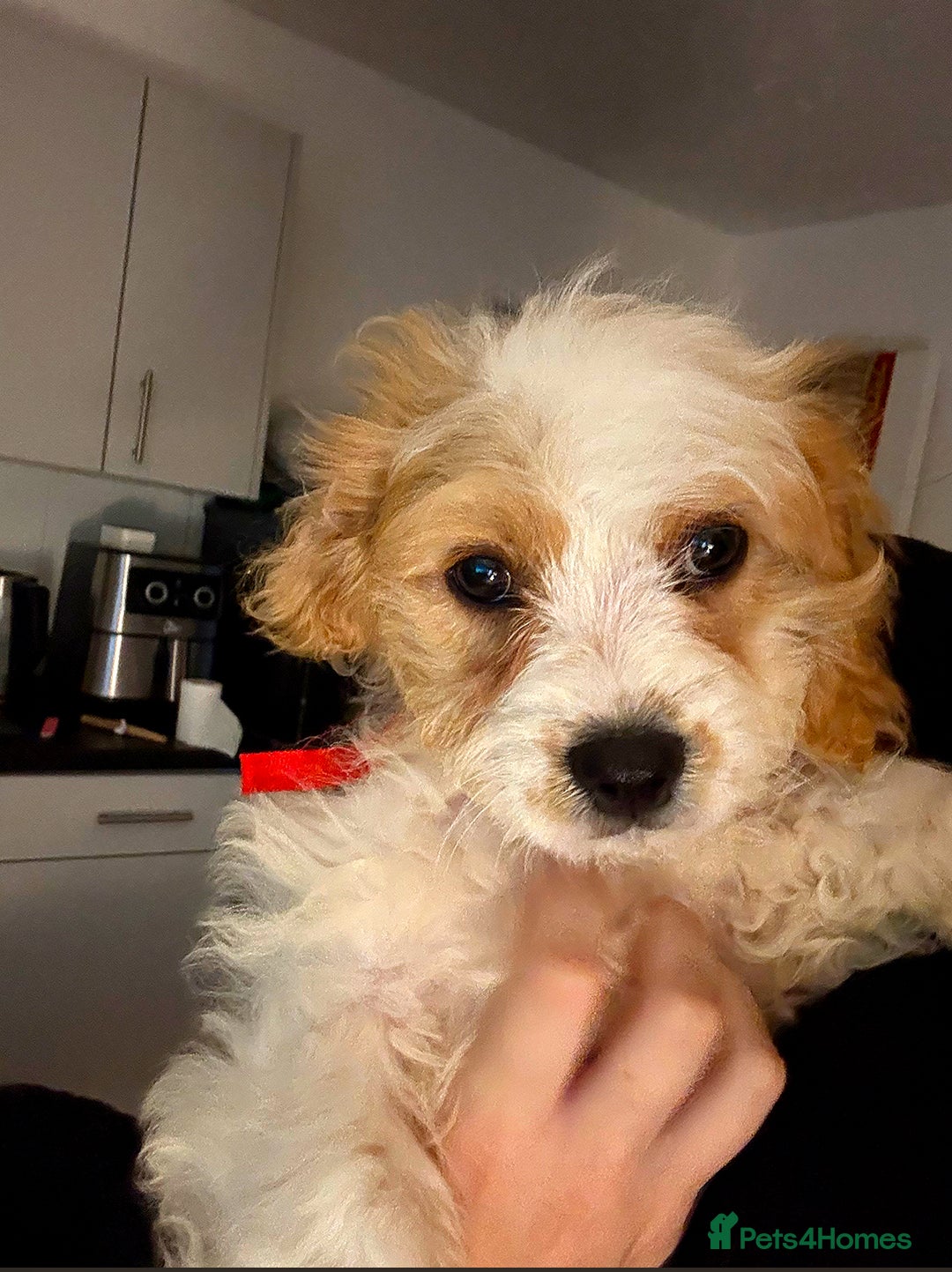Cavapoo dogs for sale: Beautiful Blenheim cavapoo puppies - Image 5