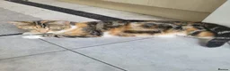 Domestic Shorthair cats for sale: Lovely kittens looking for home - Advert 15