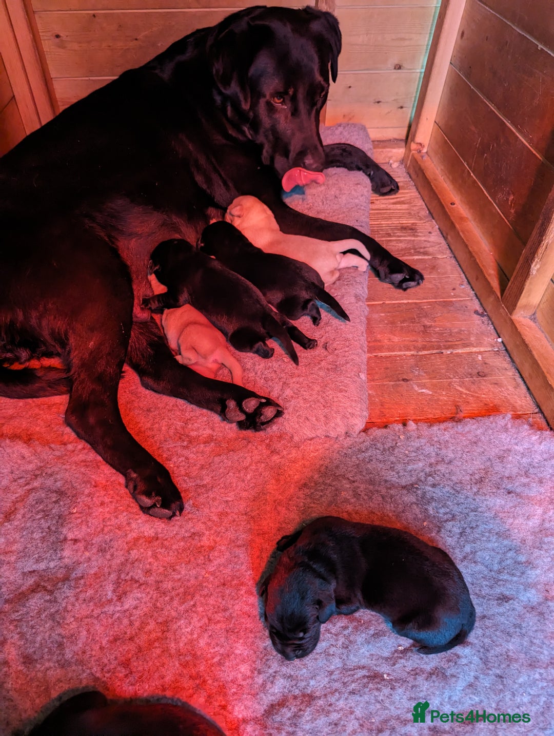 Labrador Retriever dogs for sale: KC Labrador puppies #READY TO LEAVE# - Image 15