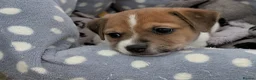 Jack Russell dogs for sale: Two jack russell boys - Advert 3