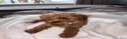 Cavapoo dogs for sale: TOY CAVAPOO GIRL. Health tested and training begun - Advert 14