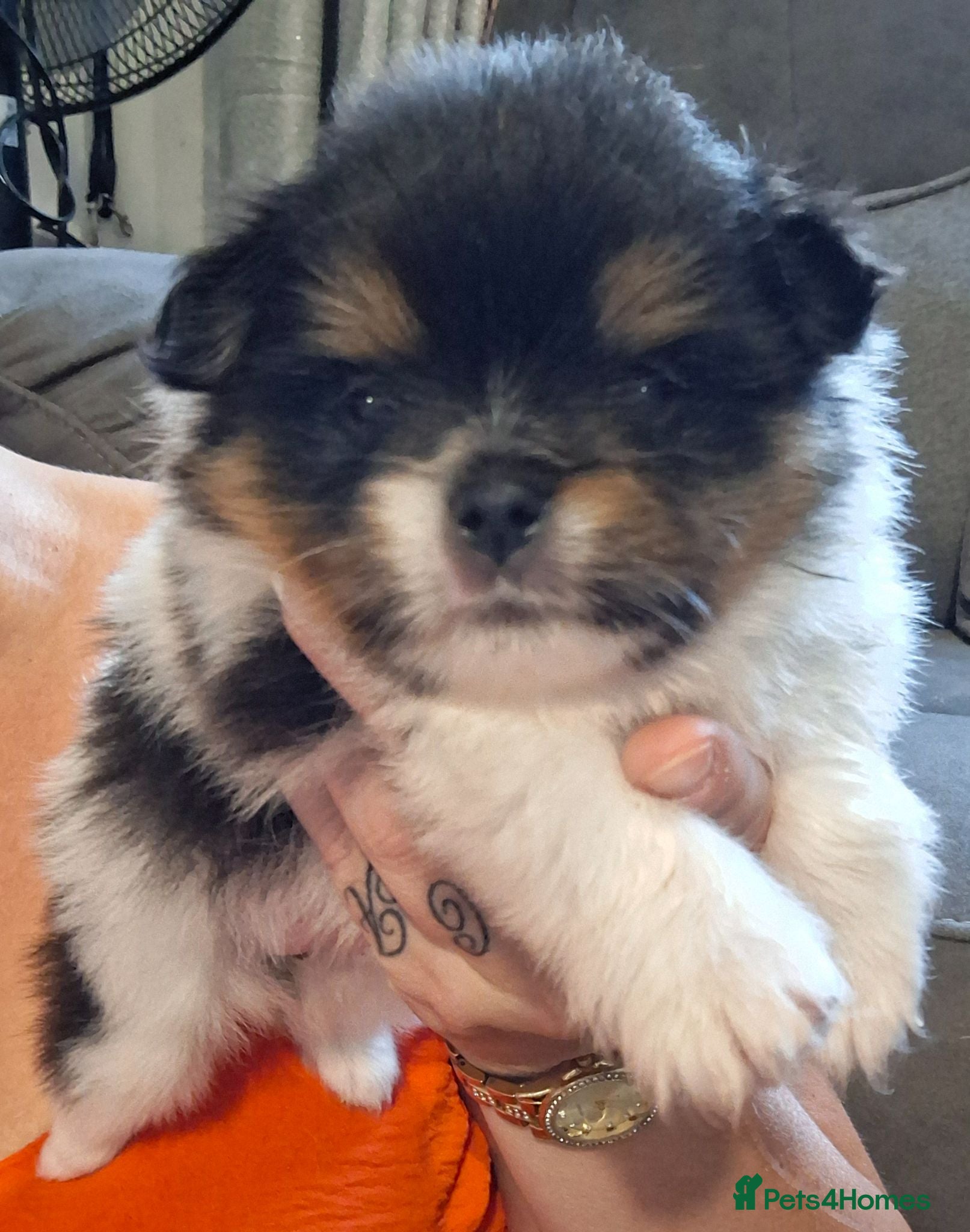 Pomeranian dogs Beautiful pomeranian pups 4wks old🥰 - Advert 13