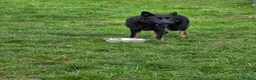 German Shepherd dogs for sale: Working Line German Shepherd Bi-Colour - Advert 1