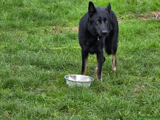 German Shepherd dogs Working Line German Shepherd Bi-Colour - Advert 1