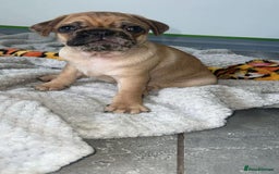 Pug dogs for sale: PUG PUPPYS READY TO GO !!!! - Advert 15