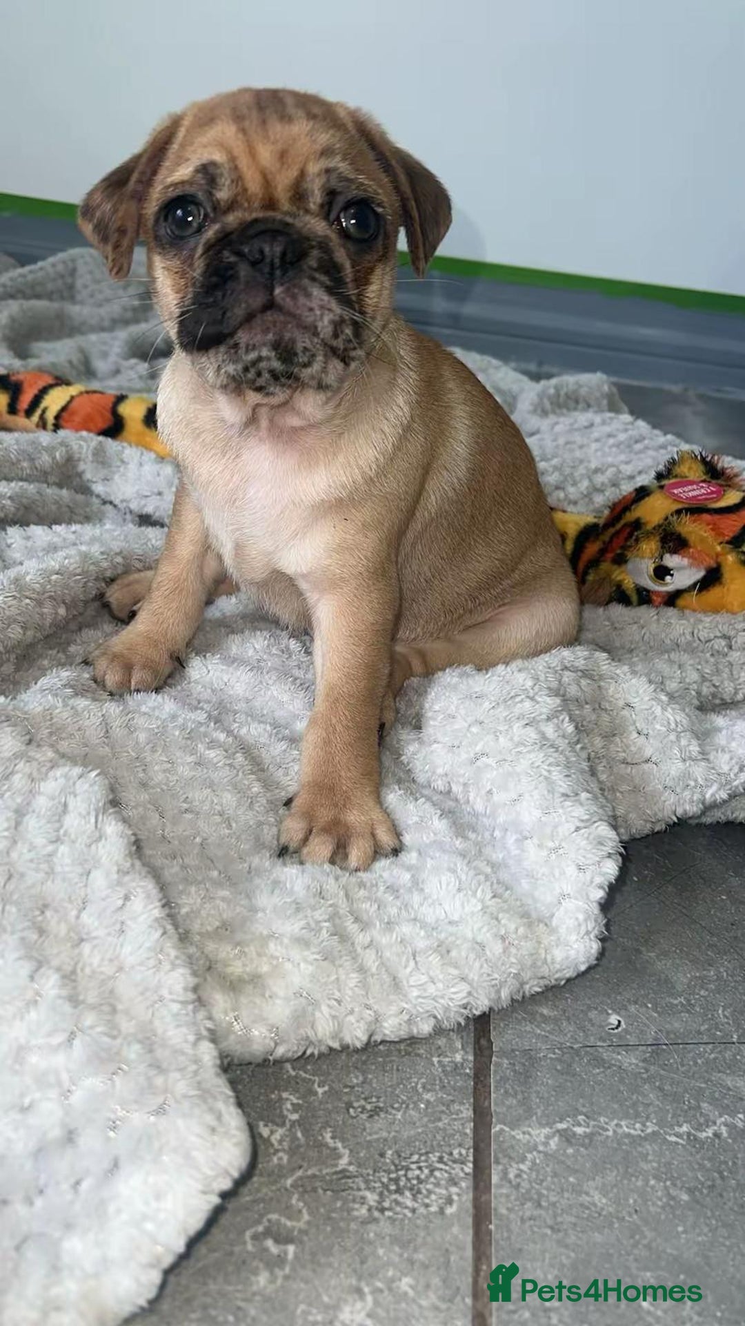 Pug dogs for sale: PUG PUPPYS READY TO GO !!!! - Advert 15