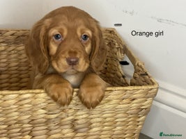 Cocker Spaniel dogs - Advert 14