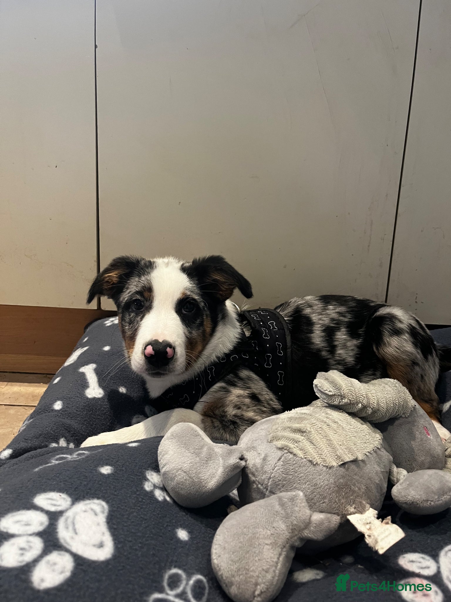 Border Collie dogs for sale: beautiful blue merle last boy left  - Advert 9