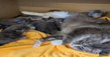 Maine Coon cats - Advert 2