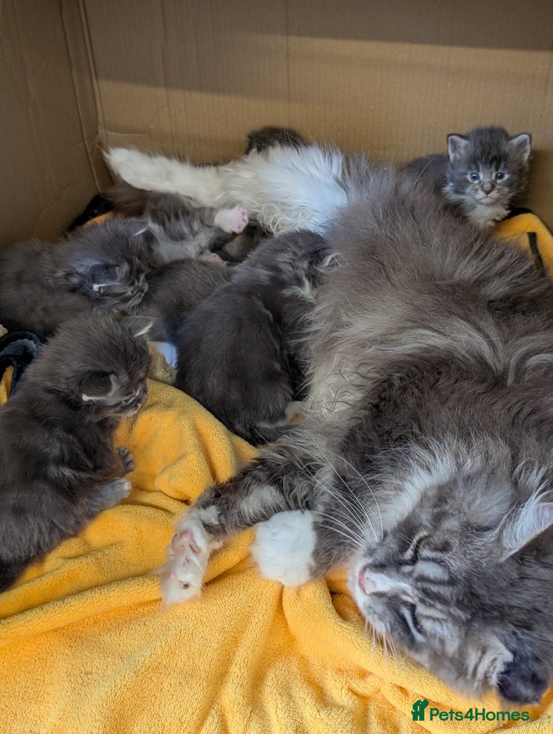 Maine Coon cats for sale: Maine Coon Kittens GCCF - Image 3