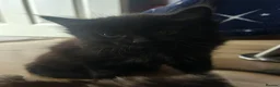 Persian cats for sale: Persian kittens for sale - Advert 4