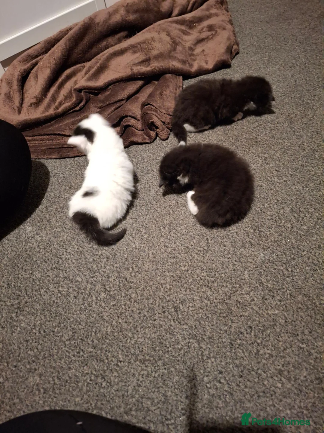 Mixed Breed cats for sale: Maine coon cross kittens in Montrose - Advert 17