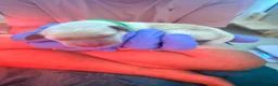 Labrador Retriever dogs for sale: Beautiful litter of Labrador Puppies  - Advert 30