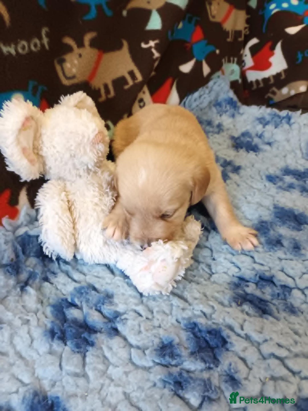 Labradoodle dogs for sale: f1 MINIATURRE LABRADOODLES FROM 5*LICENCED BREEDER - Image 13